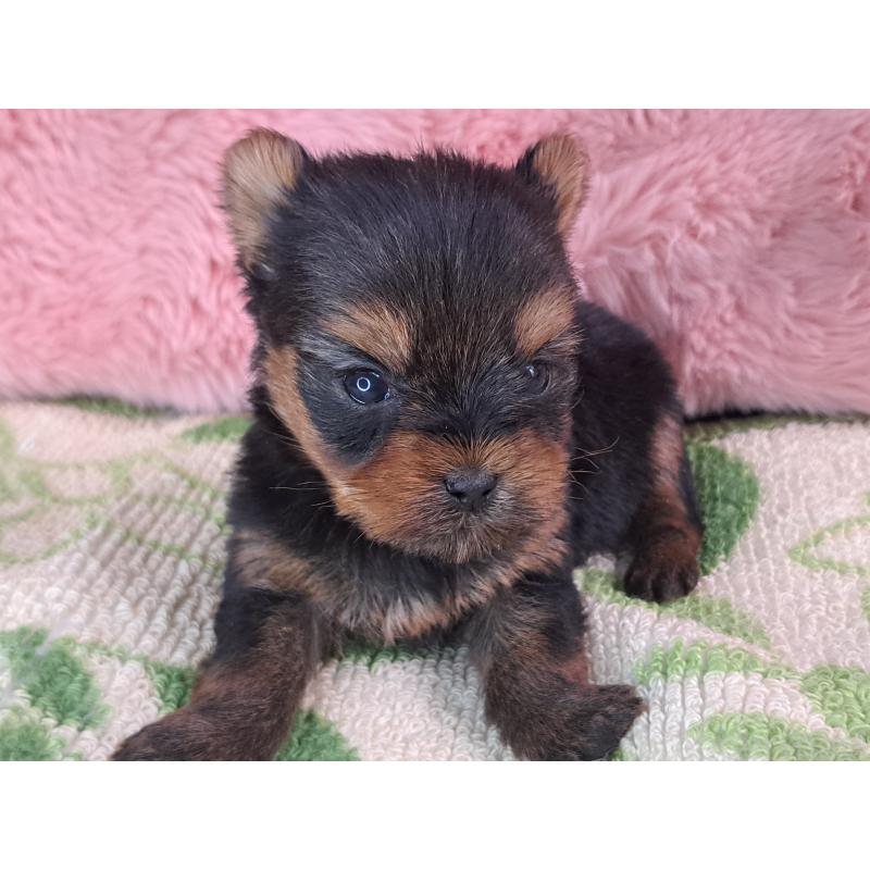 商談中の愛知県のヨークシャーテリア-429305の14枚目