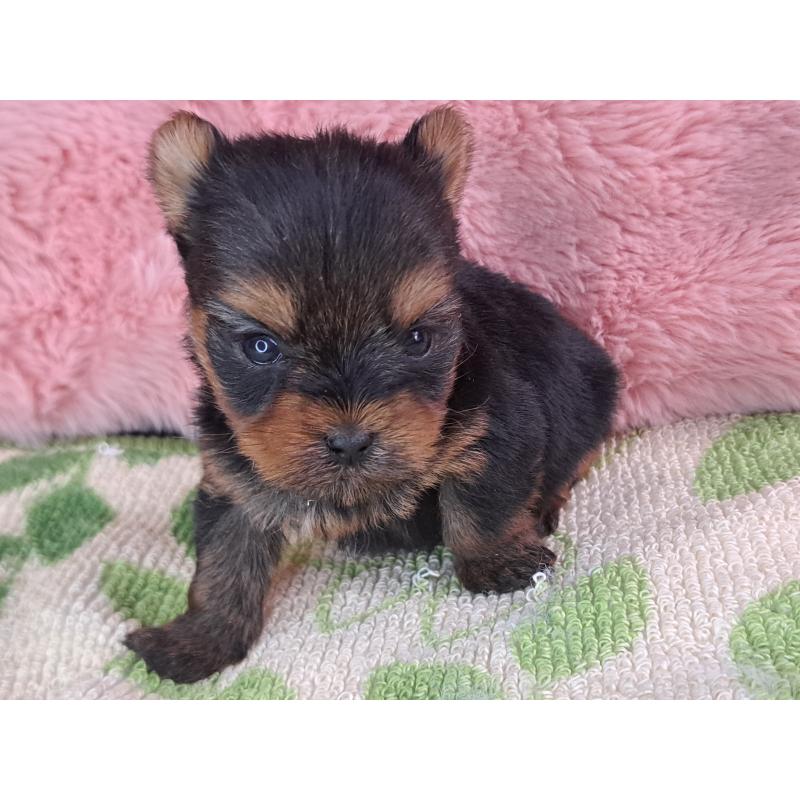 販売中の愛知県のヨークシャーテリア-429305