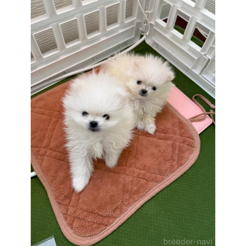 販売中の大阪府のポメラニアン-432477の4枚目