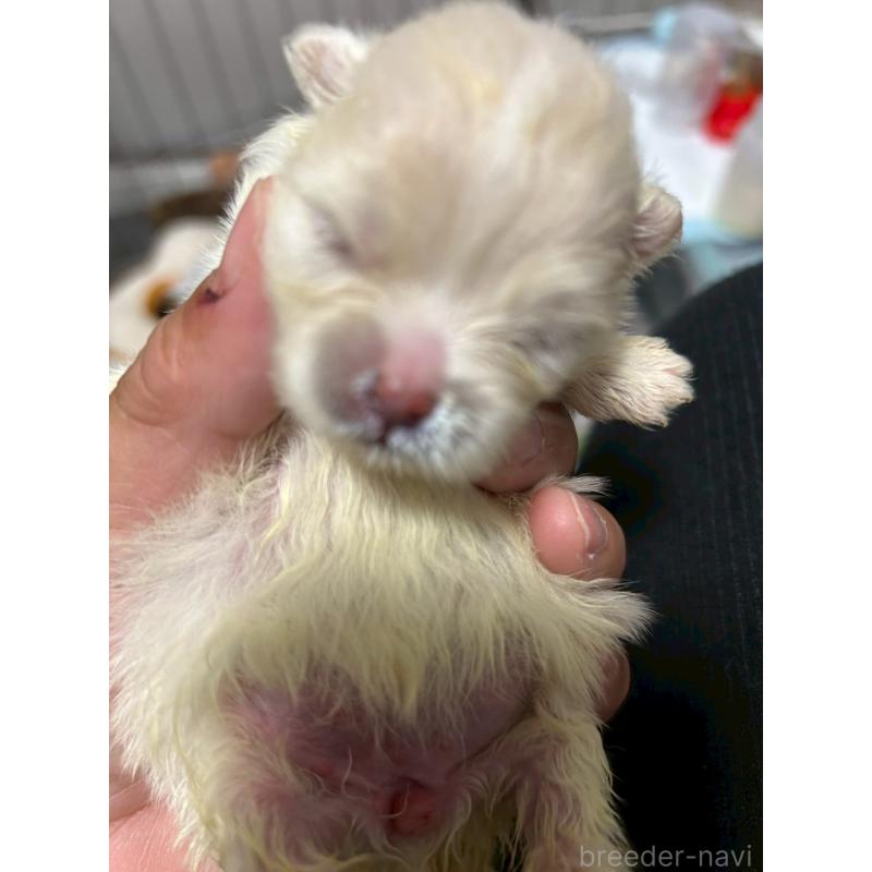 販売中の大阪府のポメラニアン-432477の3枚目