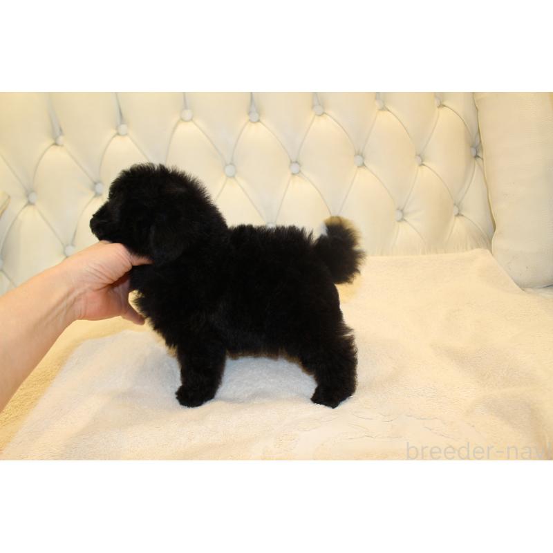 販売中の東京都のタイニープードル-432478の3枚目