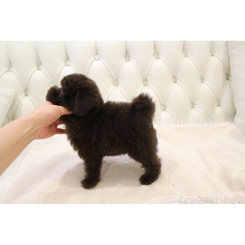 販売中の東京都のトイプードル-432479の3枚目