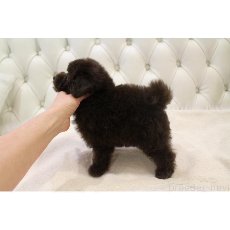 販売中の東京都のトイプードル-432480の3枚目