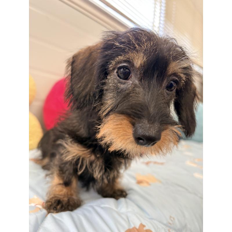 商談中の千葉県のミニチュアダックスフンド(ワイヤーヘアード)-422412の8枚目