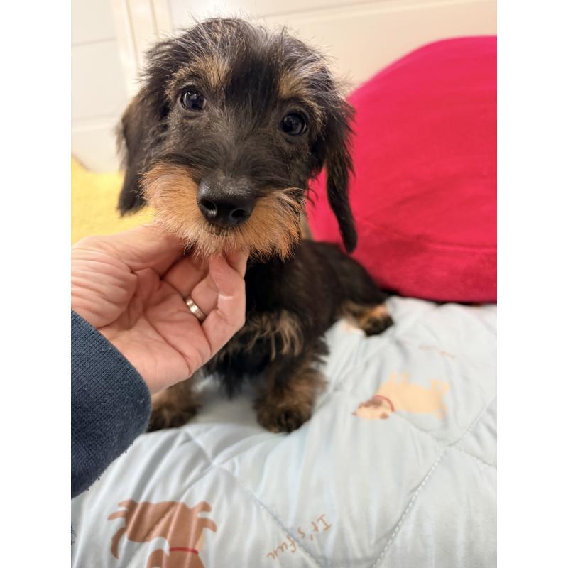 商談中の千葉県のミニチュアダックスフンド(ワイヤーヘアード)-422412の7枚目