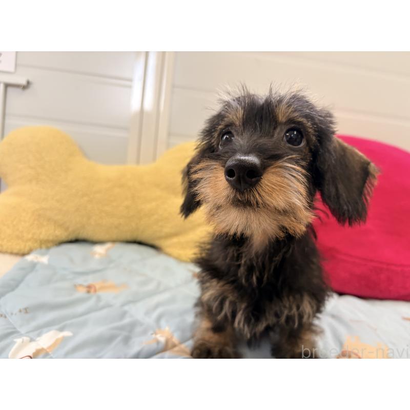 商談中の千葉県のミニチュアダックスフンド(ワイヤーヘアード)-422412の6枚目