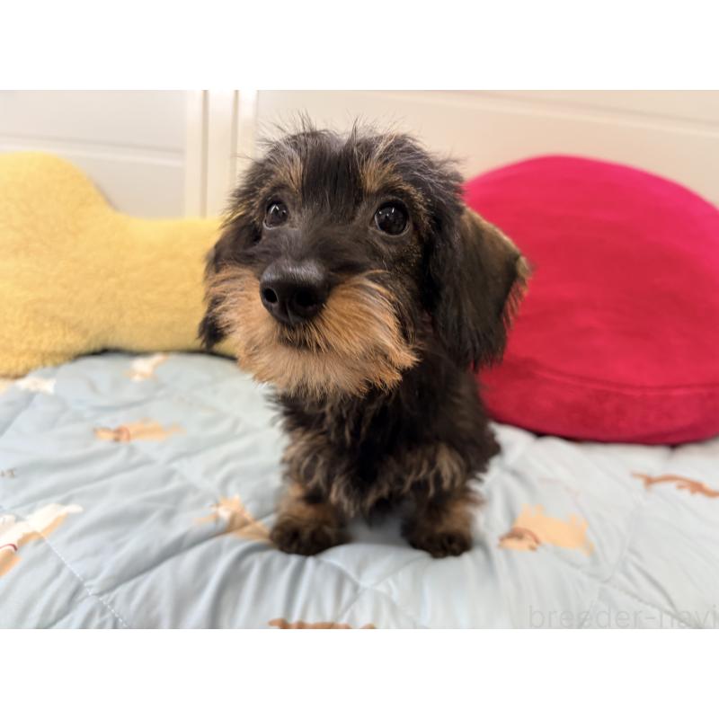 商談中の千葉県のミニチュアダックスフンド(ワイヤーヘアード)-422412の5枚目