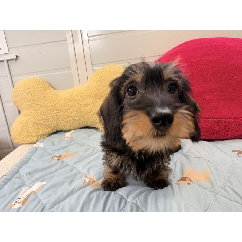 商談中の千葉県のミニチュアダックスフンド(ワイヤーヘアード)-422412の4枚目