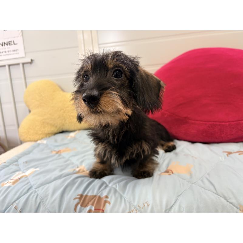 商談中の千葉県のミニチュアダックスフンド(ワイヤーヘアード)-422412の3枚目