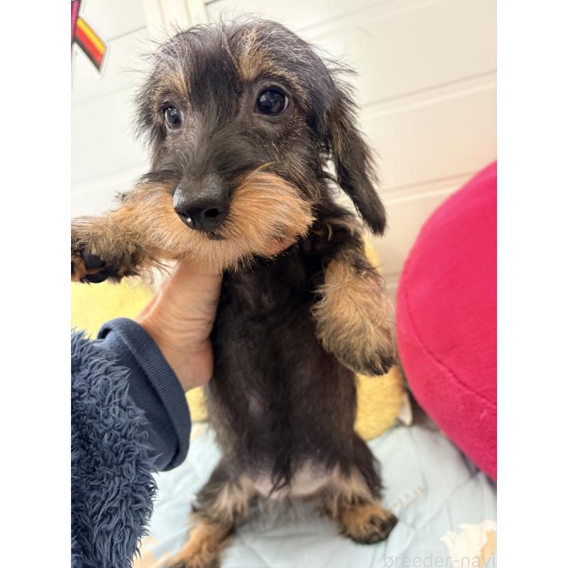 商談中の千葉県のミニチュアダックスフンド(ワイヤーヘアード)-422412の2枚目