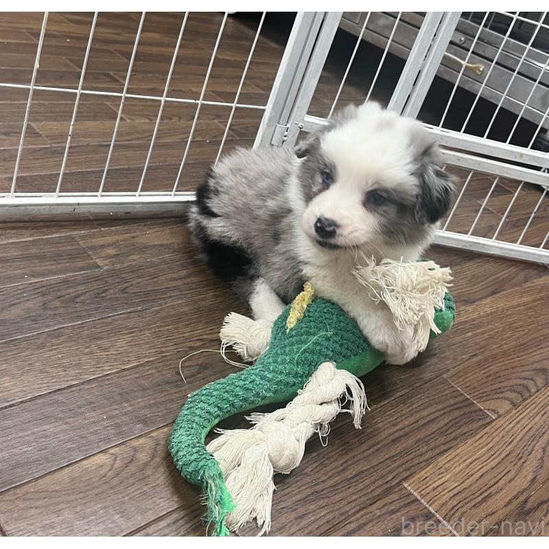 成約済の東京都のボーダーコリー-428458の7枚目