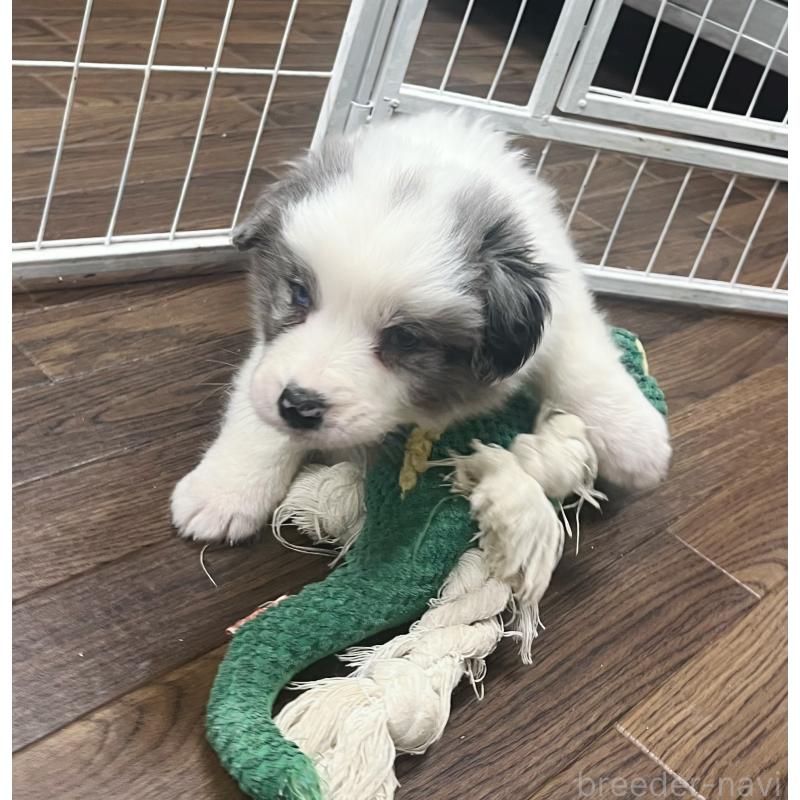 成約済の東京都のボーダーコリー-428458の6枚目