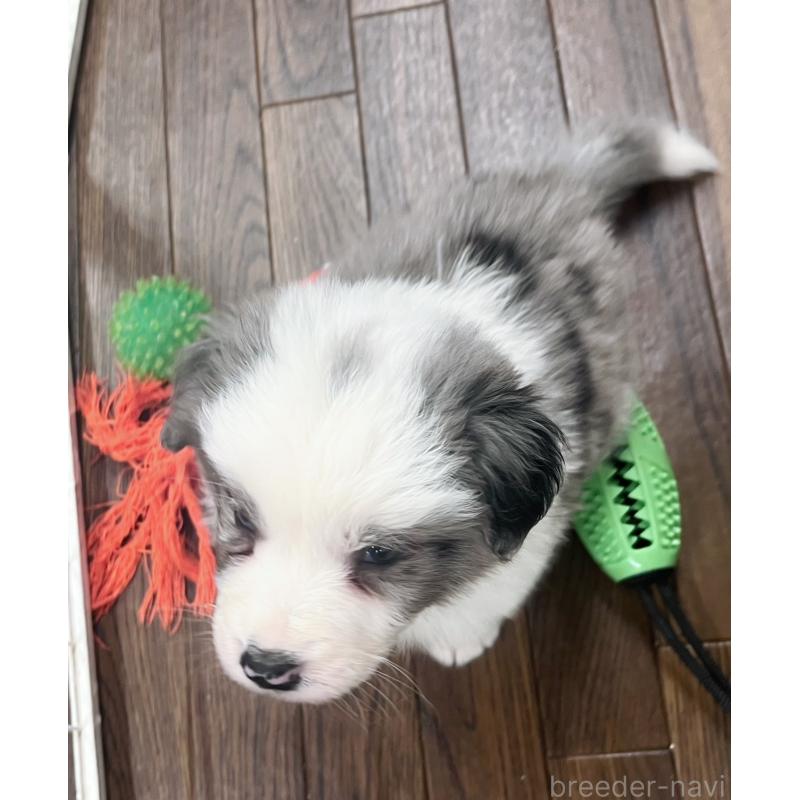 成約済の東京都のボーダーコリー-428458の5枚目