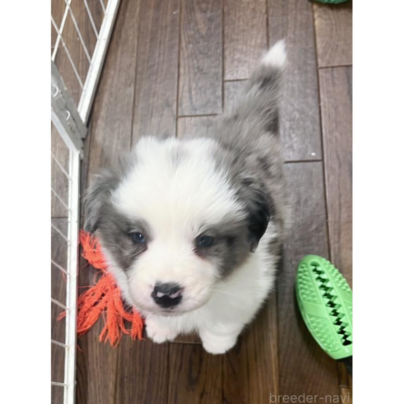 販売中の東京都のボーダーコリー-428458