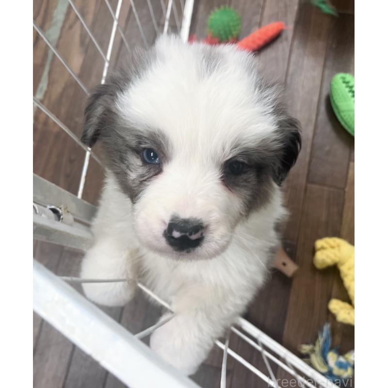 成約済の東京都のボーダーコリー-428458の4枚目