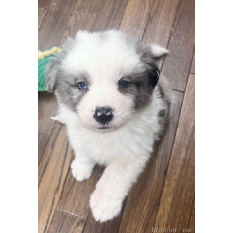 成約済の東京都のボーダーコリー-428458の2枚目