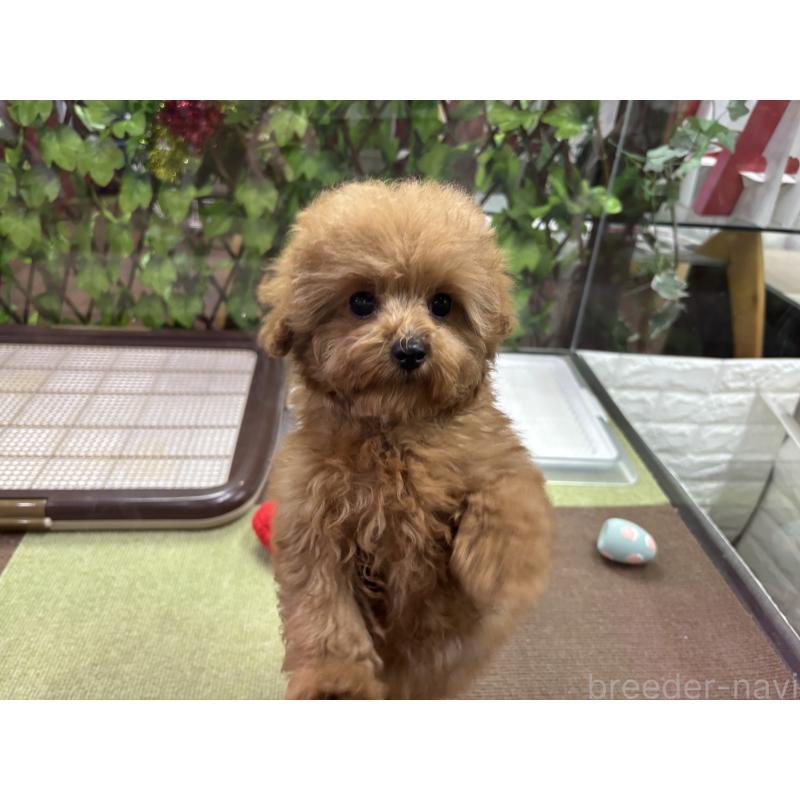 販売中の京都府のタイニープードル-420776