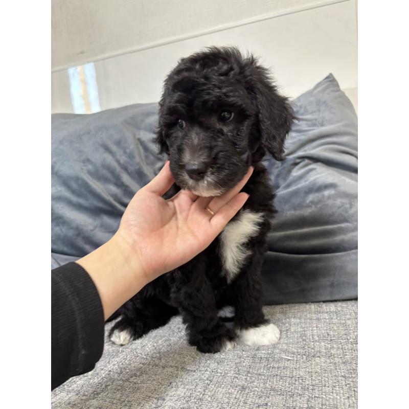 販売中の滋賀県のゴールデンドゥードル:ゴールデンレトリーバー×プードル-432481