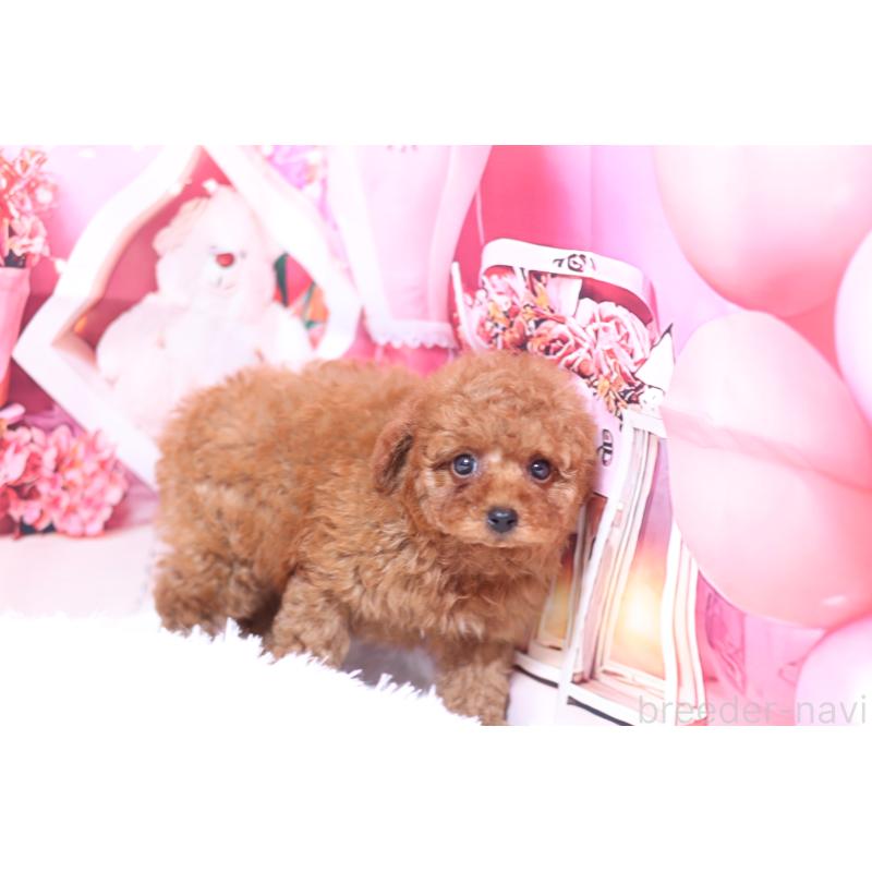 販売中の大阪府のタイニープードル-432482の4枚目