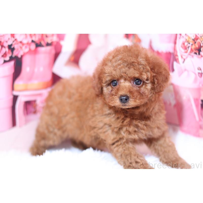 販売中の大阪府のタイニープードル-432482の3枚目