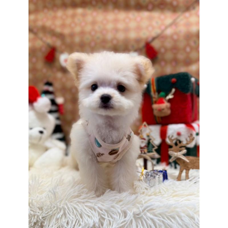 販売中の山形県のチワマル:チワワ×マルチーズ-422372