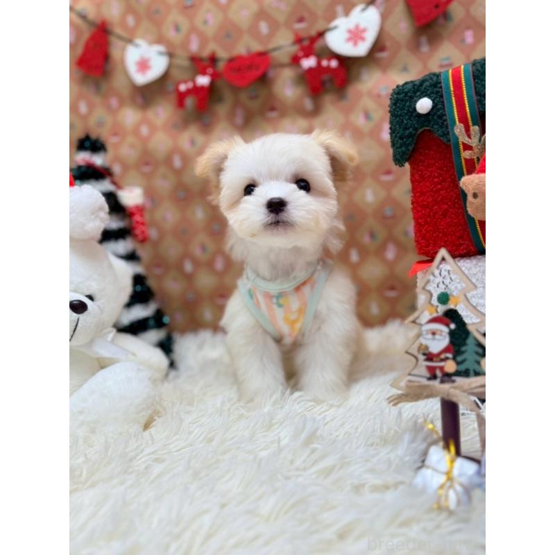 販売中の山形県のチワマル:チワワ×マルチーズ-422367