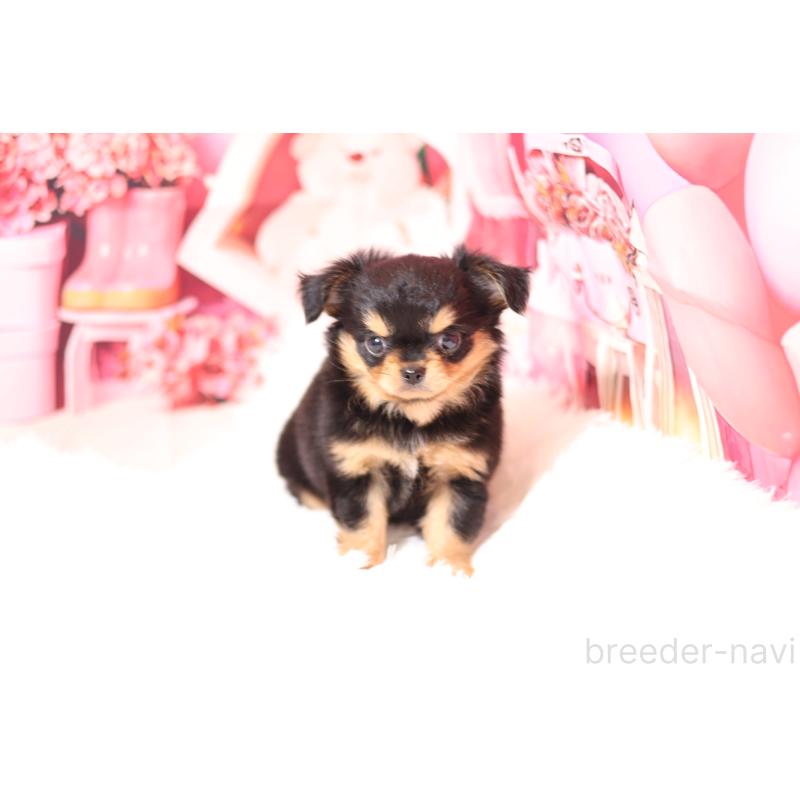 販売中の大阪府のチワワ(ロングコート)-432484の4枚目