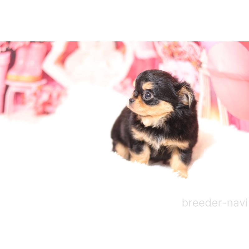 販売中の大阪府のチワワ(ロングコート)-432484の3枚目