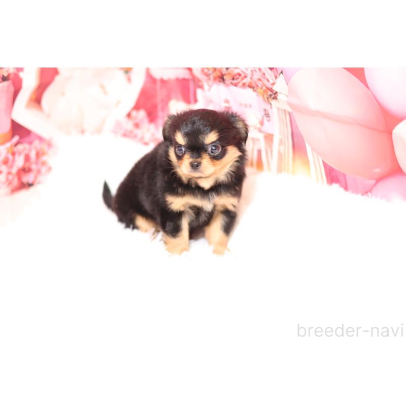 販売中の大阪府のチワワ(ロングコート)-432484の2枚目