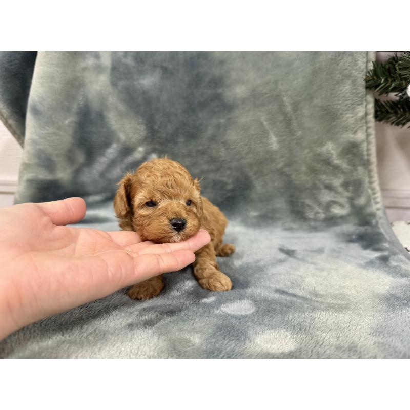 販売中の愛知県のトイプードル-429742の17枚目