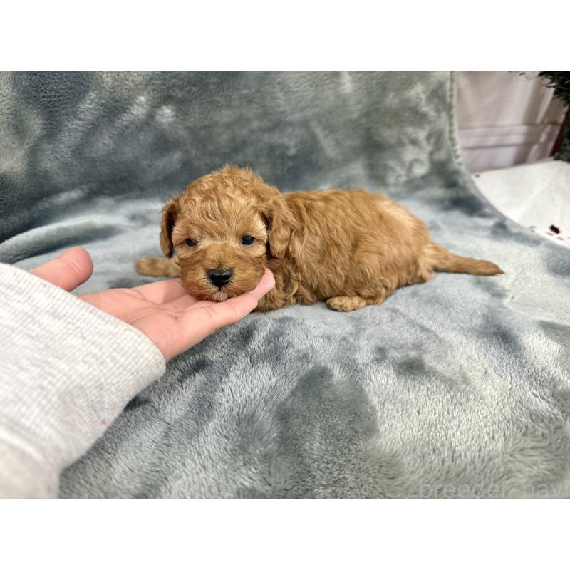 販売中の愛知県のトイプードル-429742の16枚目