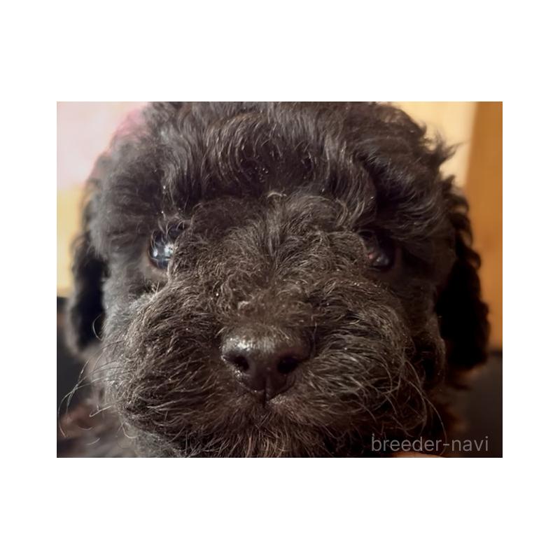 販売中の東京都のマルプー:マルチーズ×トイプードル-427269の5枚目