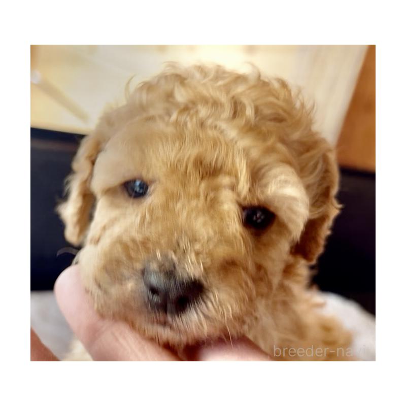 販売中の東京都のマルプー:マルチーズ×トイプードル-427268の3枚目