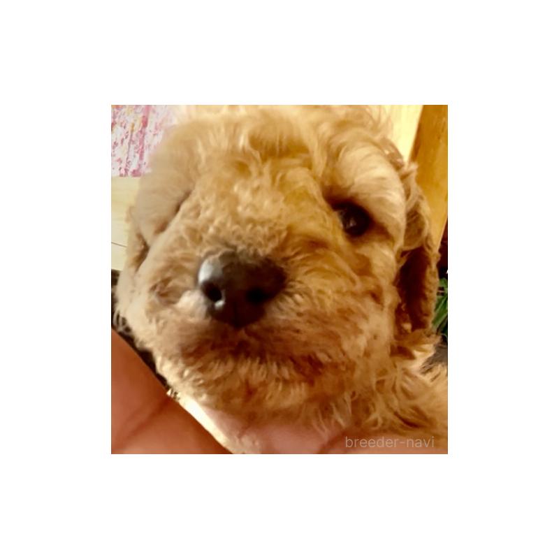 販売中の東京都のマルプー:マルチーズ×トイプードル-427268の2枚目