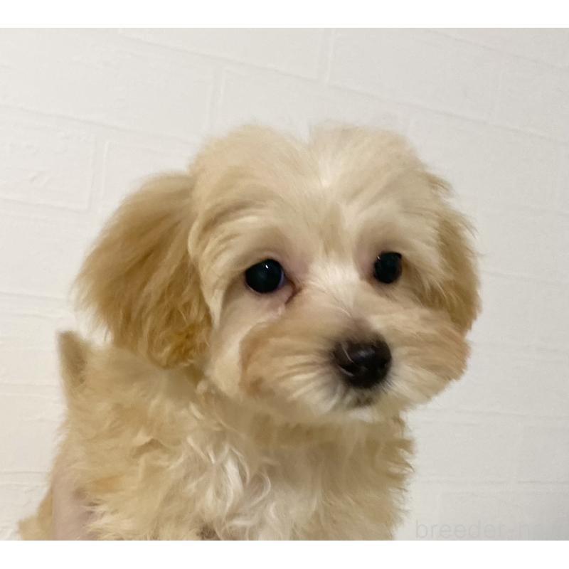 販売中の静岡県のマルプー:マルチーズ×トイプードル-432485の6枚目