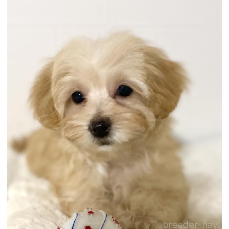 販売中の静岡県のマルプー:マルチーズ×トイプードル-432485の5枚目