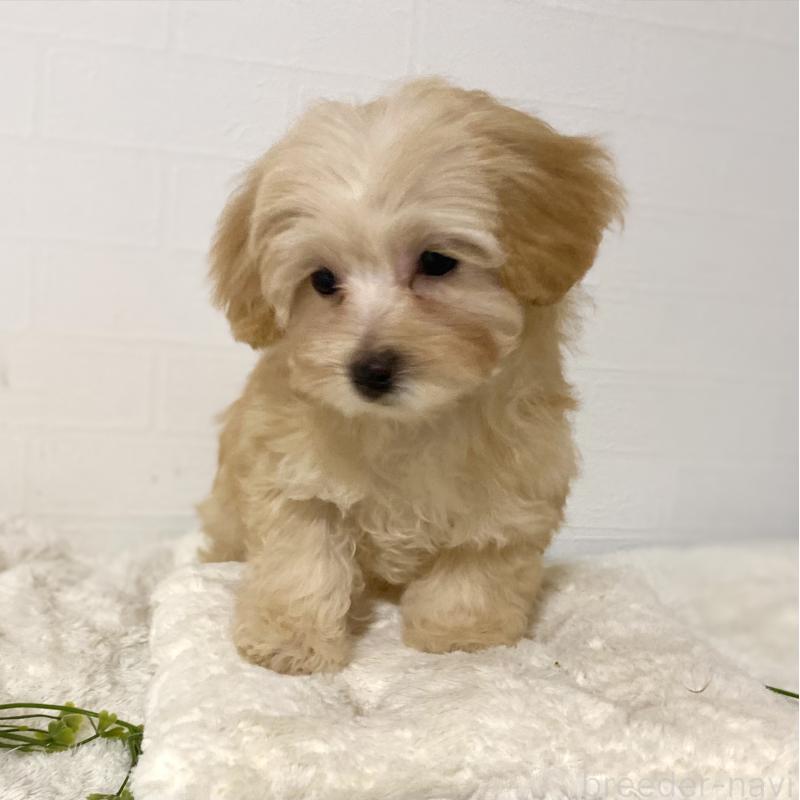 販売中の静岡県のマルプー:マルチーズ×トイプードル-432485の3枚目