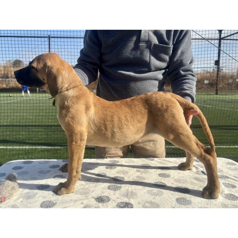 販売中の東京都のプレサカナリオ-426520