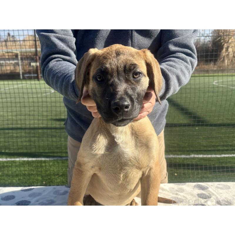 販売中の東京都のプレサカナリオ-426520の2枚目