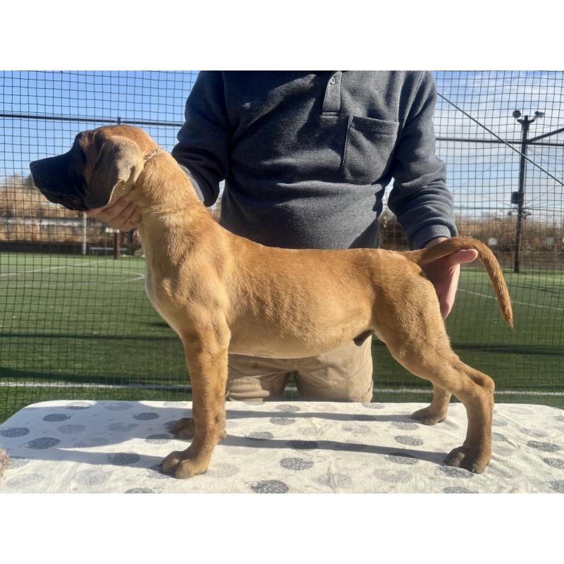 販売中の東京都のプレサカナリオ-426518