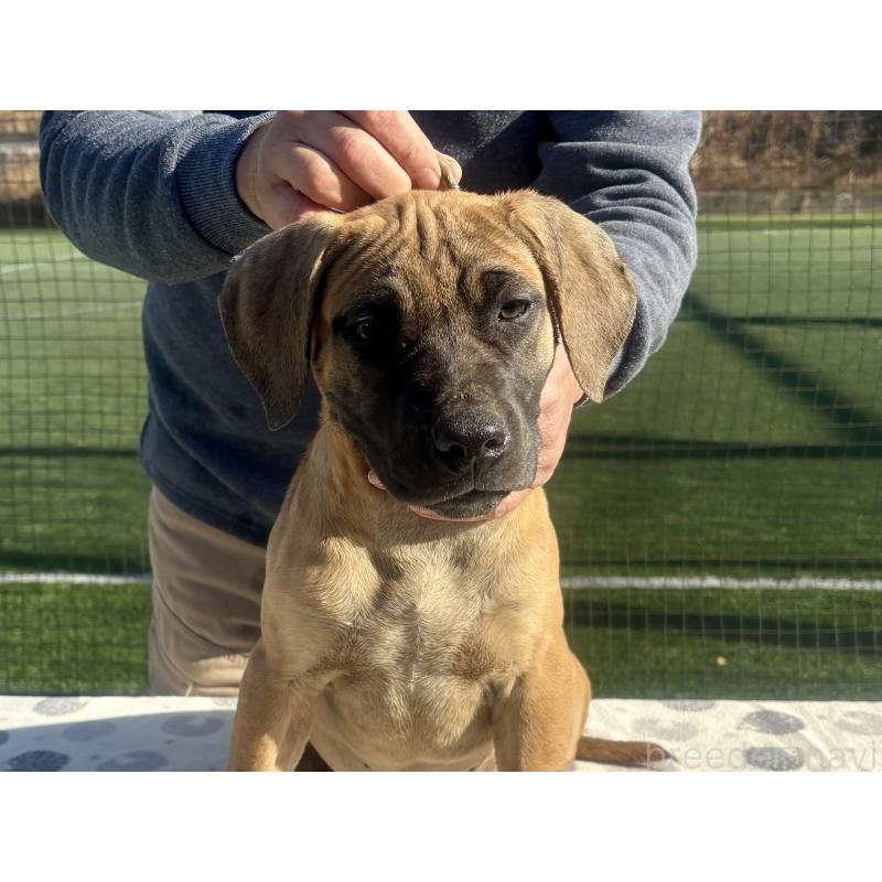 成約済の東京都のプレサカナリオ-426518の2枚目