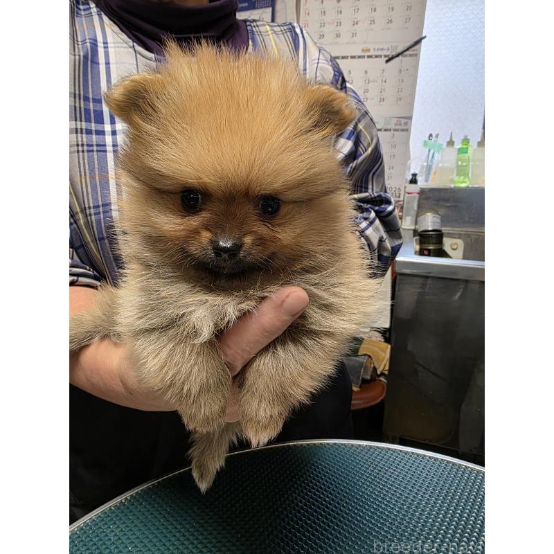 販売中の静岡県のポメラニアン-432486の2枚目