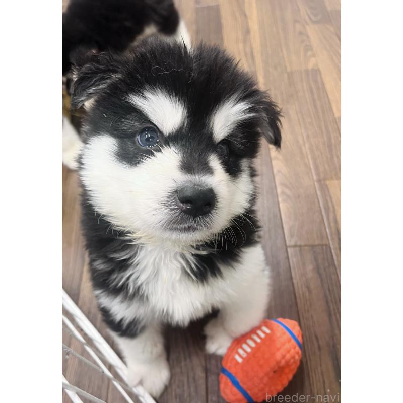 販売中の東京都のアラスカンマラミュート-430935