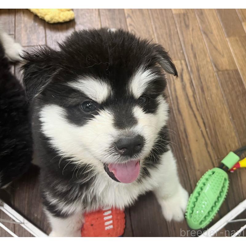 販売中の東京都のアラスカンマラミュート-430935の5枚目