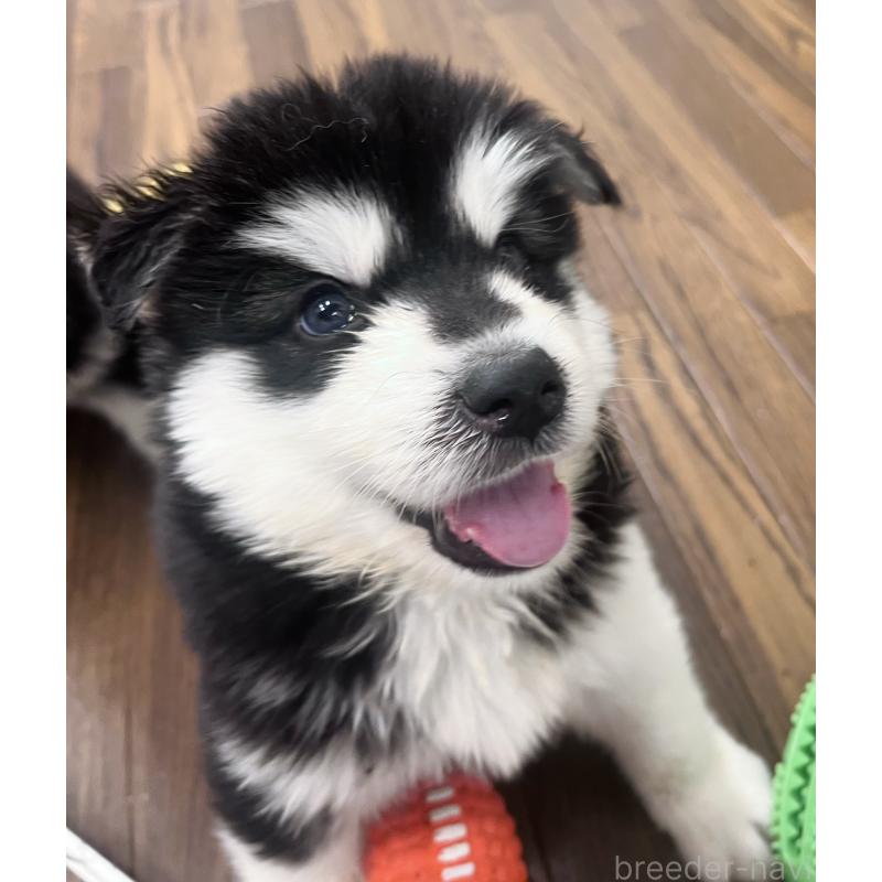 販売中の東京都のアラスカンマラミュート-430935の4枚目