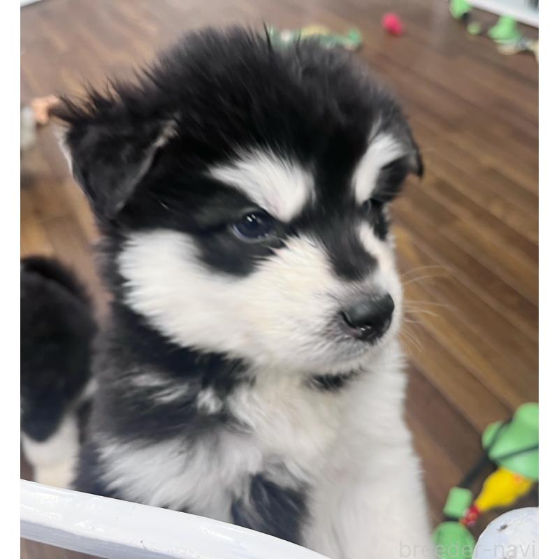 販売中の東京都のアラスカンマラミュート-430935の3枚目