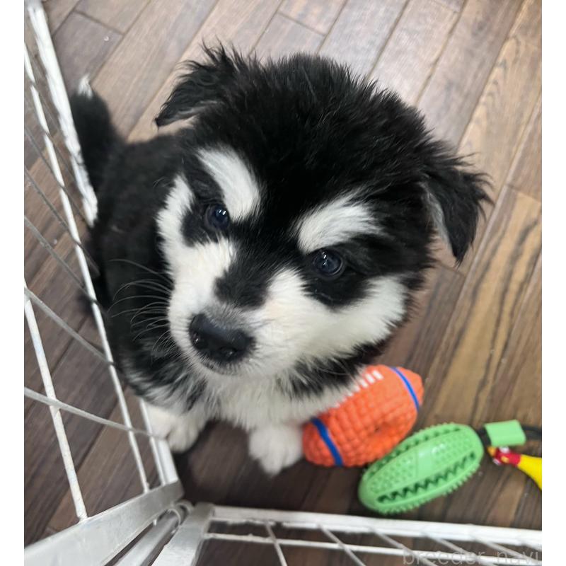 販売中の東京都のアラスカンマラミュート-430935の2枚目