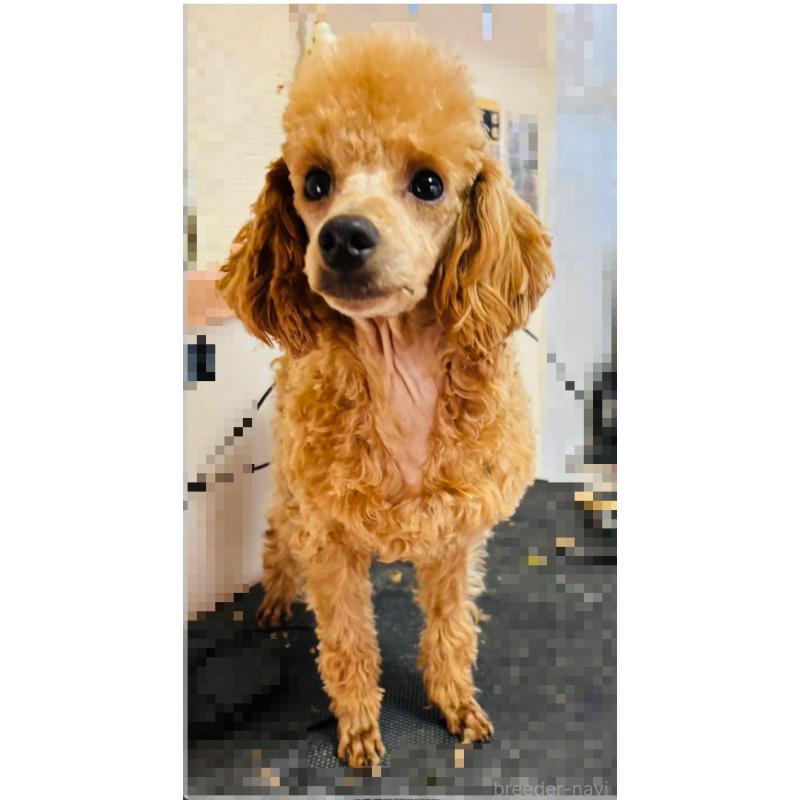 販売中の神奈川県のトイプードル-390479