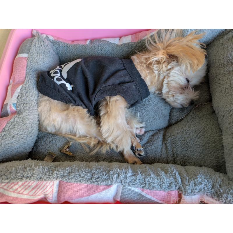 販売中の茨城県のミックス犬-405713の2枚目