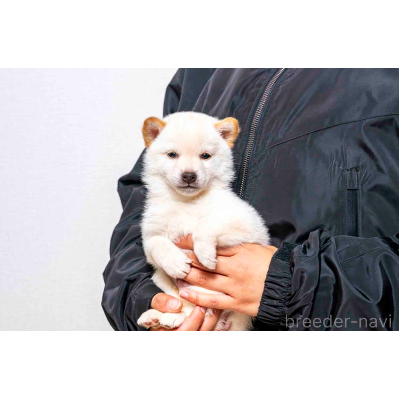 販売中の大分県の豆柴-432470